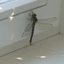 Avatar vom Supporter